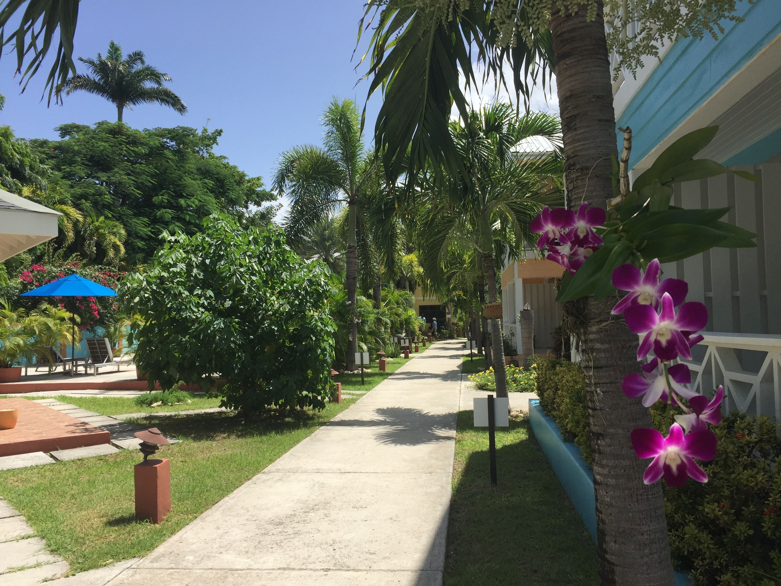 Un sendero bordeado de palmeras y plantas tropicales que conduce a un edificio con toldo azul y un cartel.