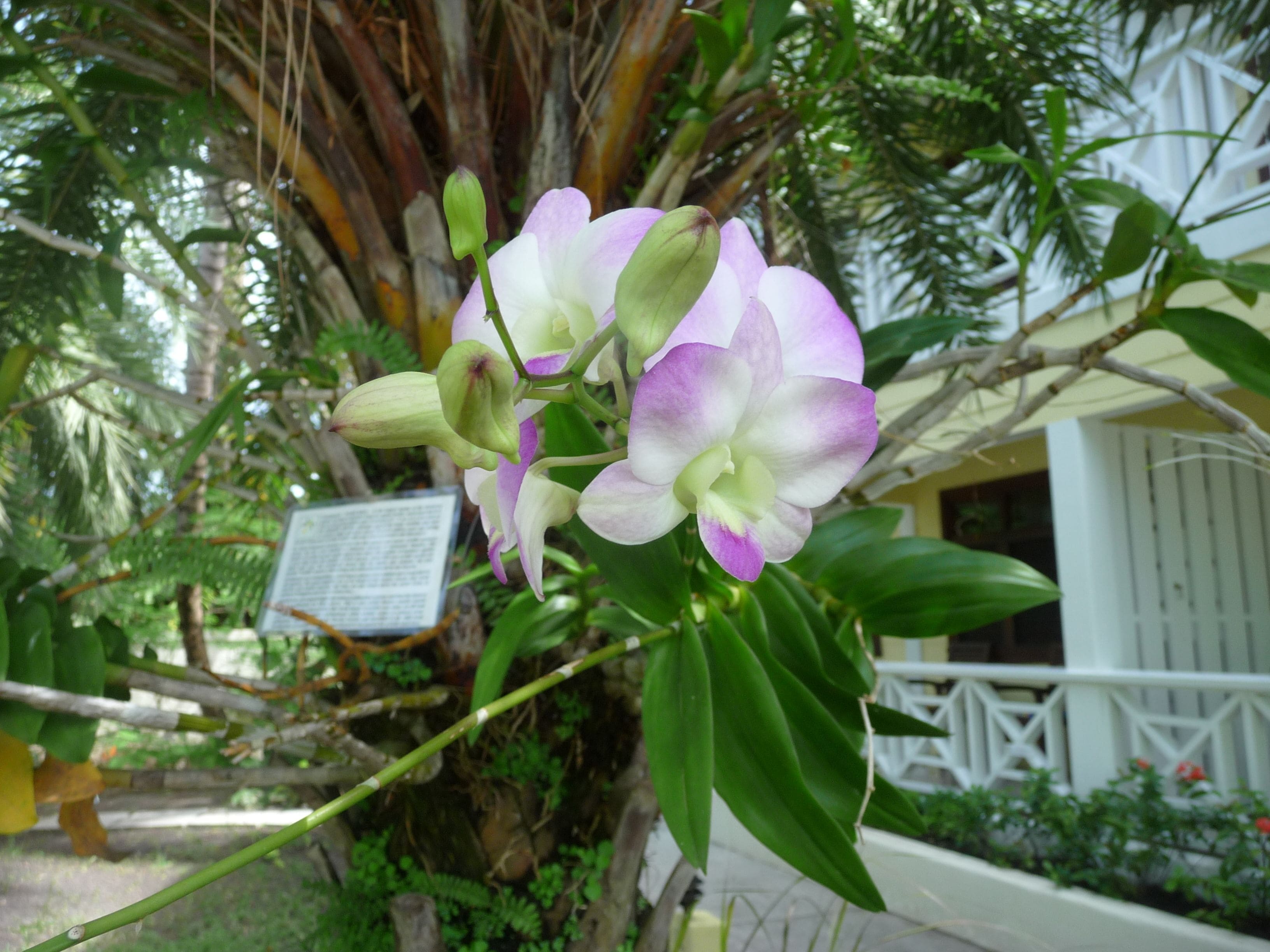 A flower with white and purple petals, green leaves, and a sign in the background.