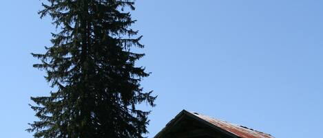 A rustic log cabin with a sloped roof, surrounded by a gravel path and a large evergreen tree.