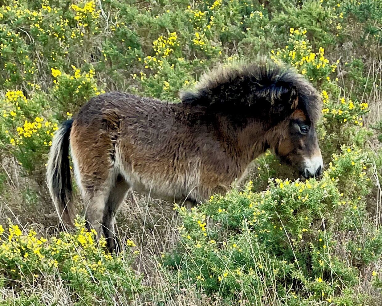 Un pony de pie en un campo lleno de flores amarillas.