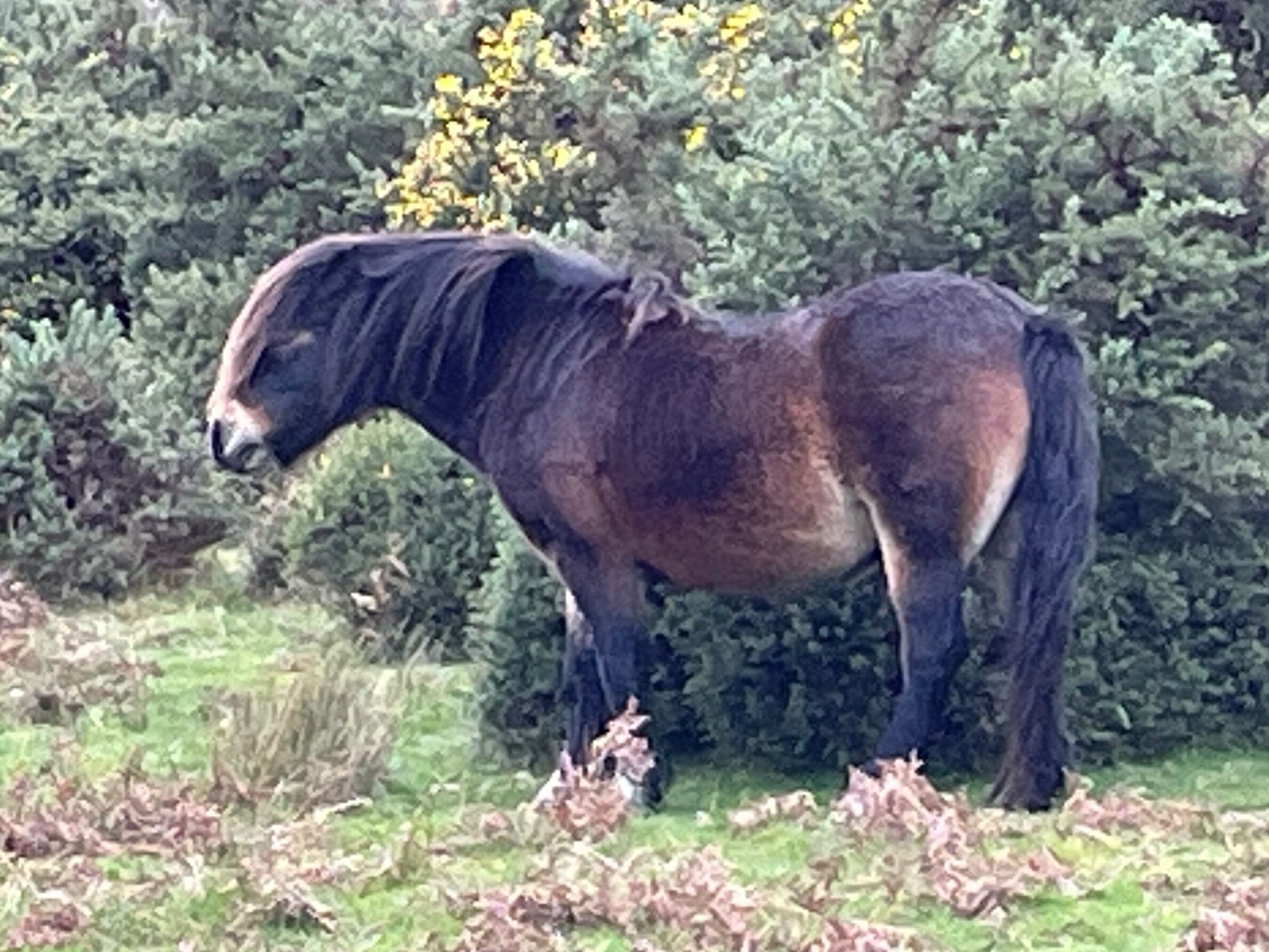A horse standing in a field with dense foliage in the background.