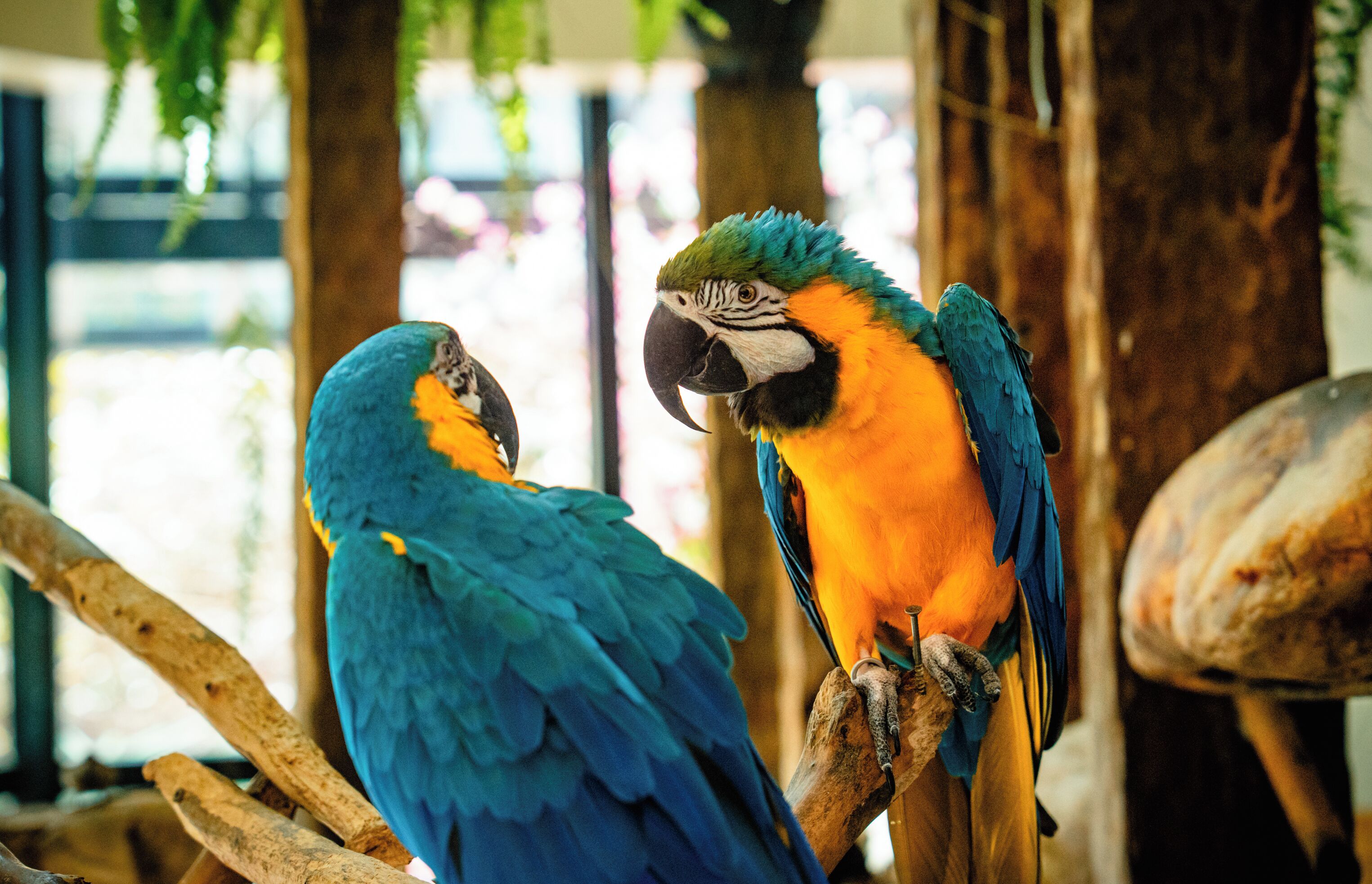 Two parrots perched on a branch in a room with a wooden floor and a large tree trunk in the background.
