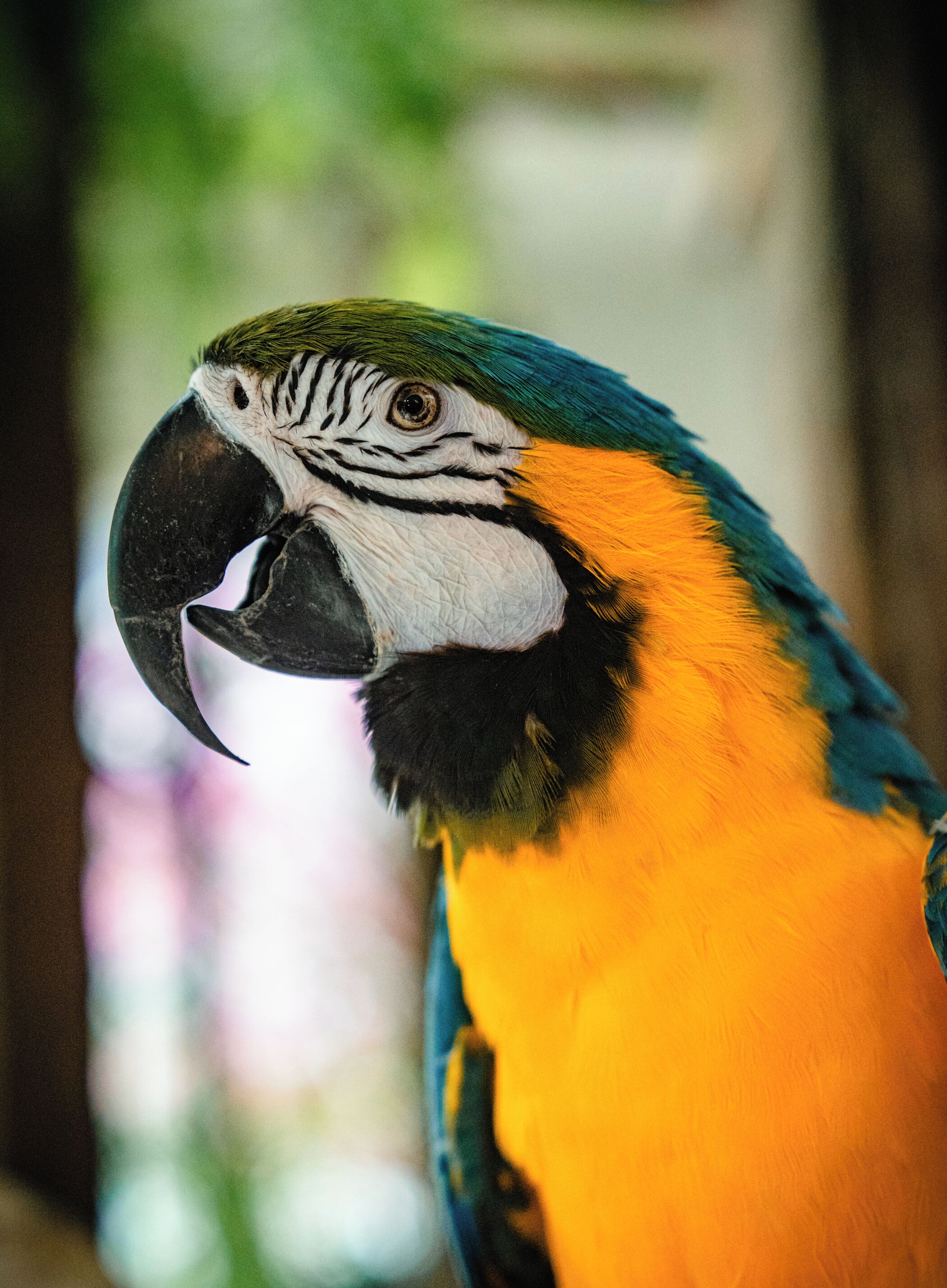 Primer plano de un loro con plumas vibrantes amarillas y azules, pico negro y rostro blanco con rayas negras.