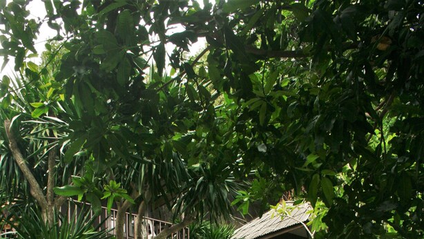 A pathway leading to a building surrounded by lush greenery and a palm tree. - Green Canyon Resort (Koh Samui)