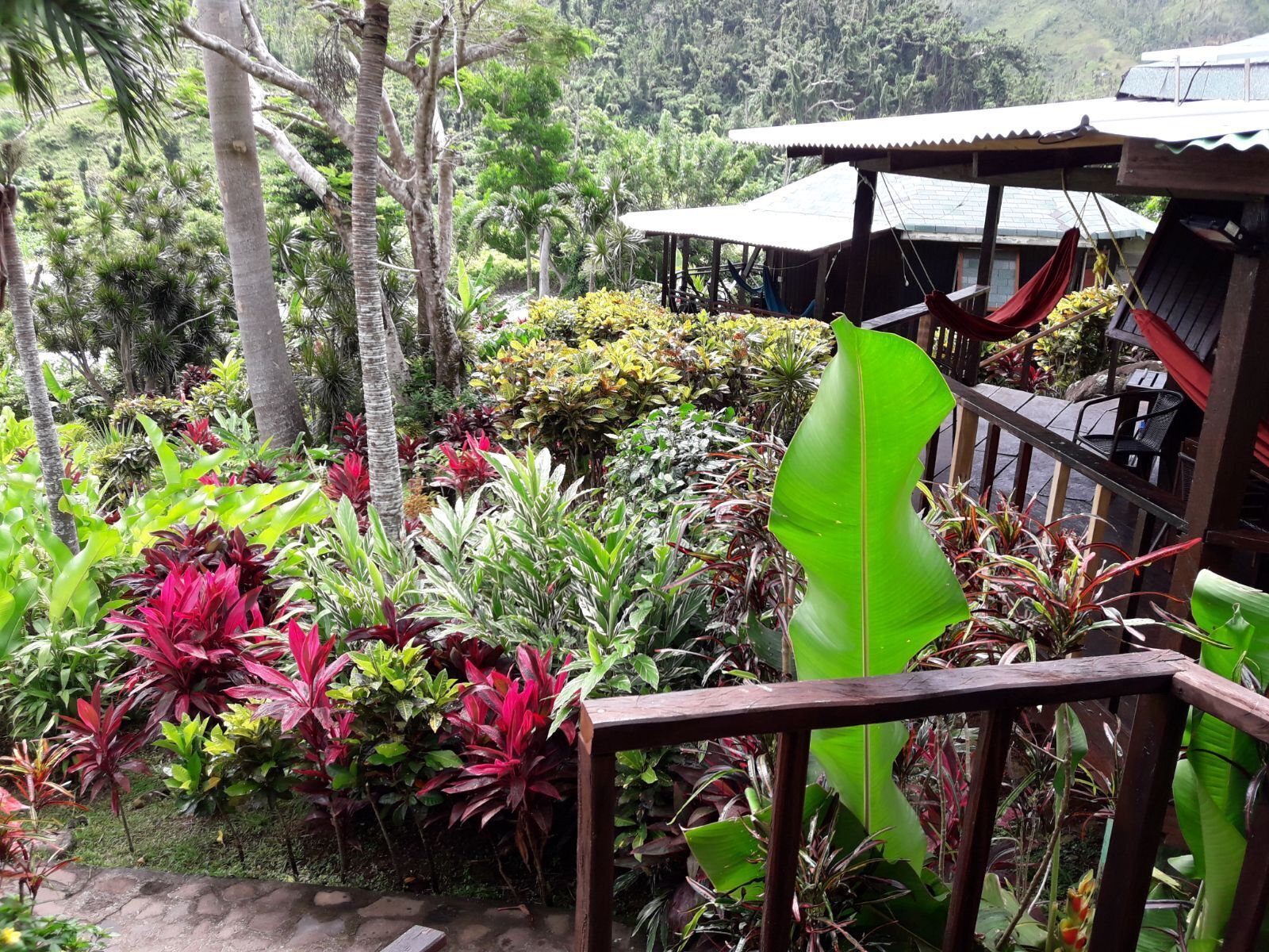 A lush garden with various plants and a wooden deck.