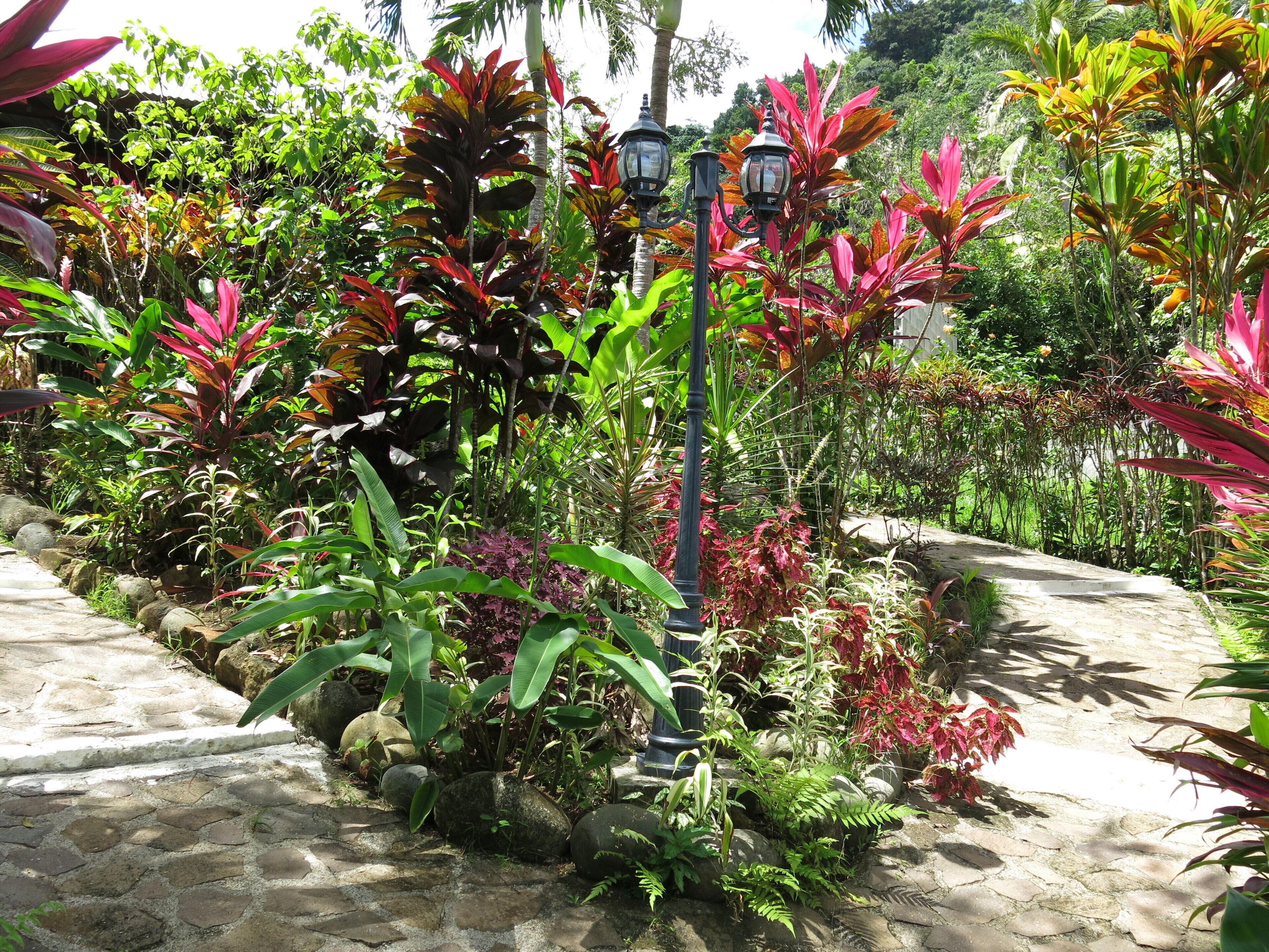 Een tuin met diverse tropische planten en een pad van stenen.