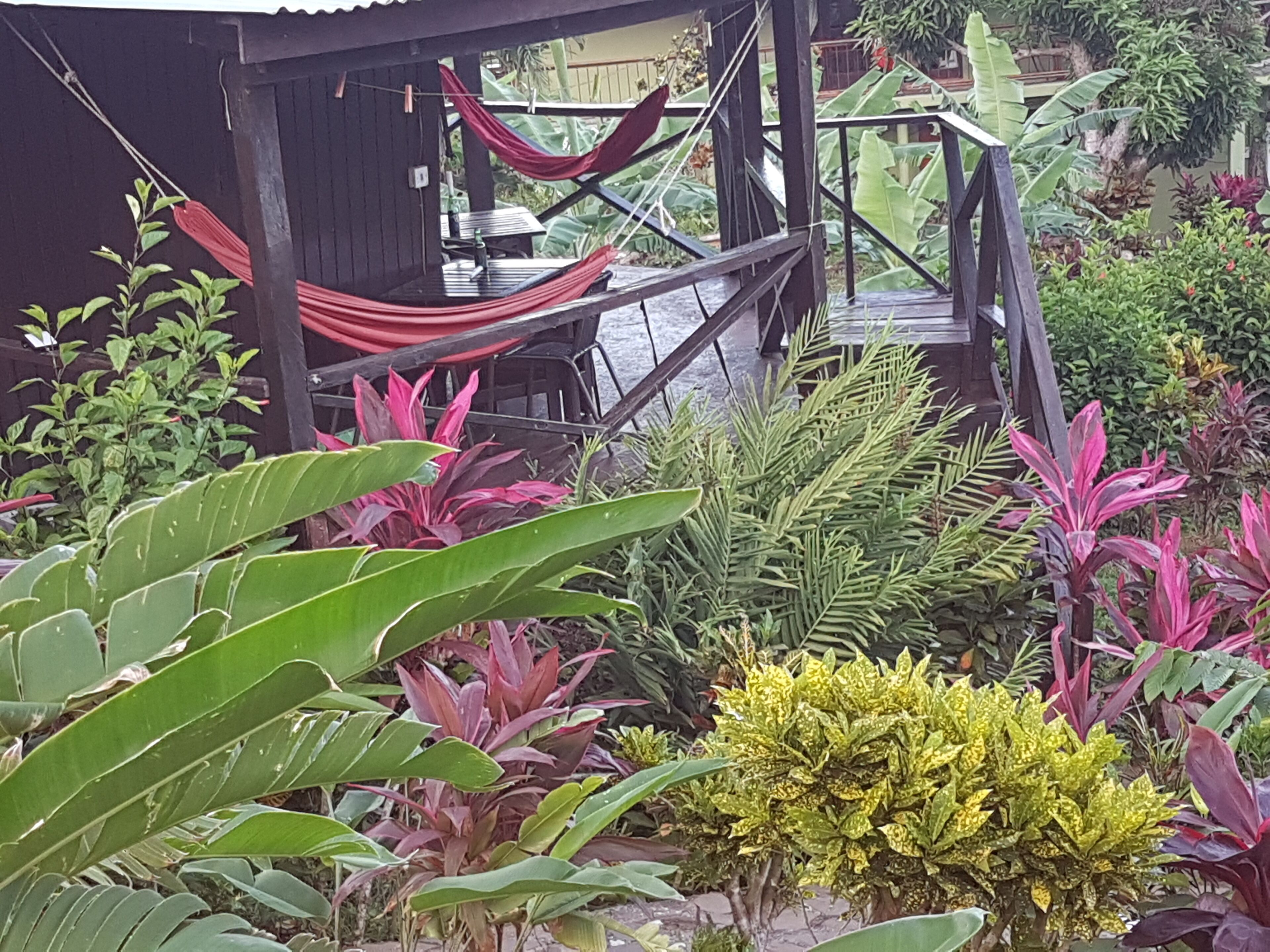 A wooden deck with a hammock, surrounded by lush tropical plants.