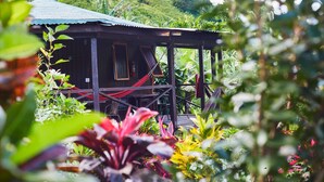 A rustic wooden cabin with a corrugated metal roof, surrounded by lush tropical vegetation.