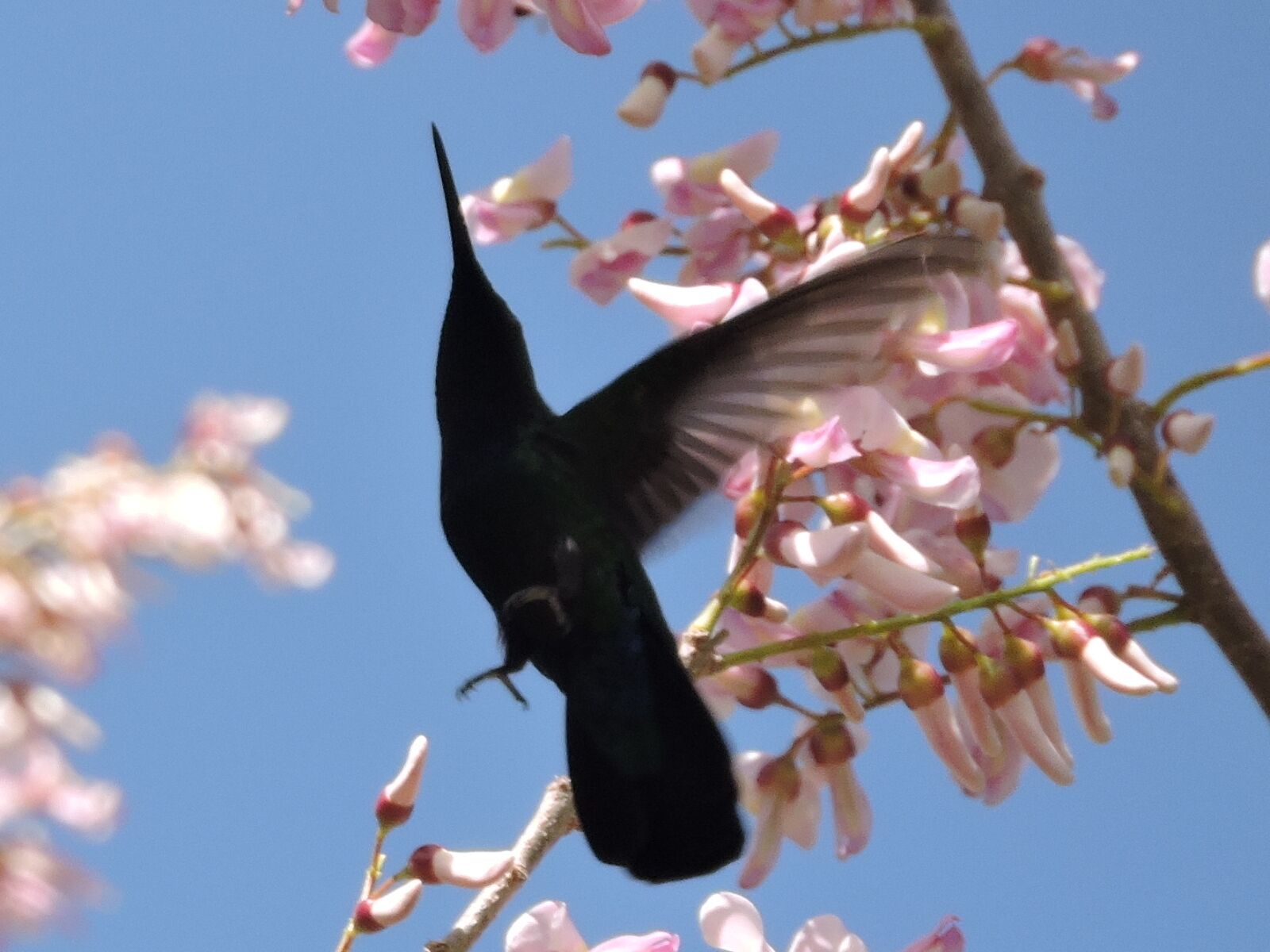 Un pájaro, probablemente un colibrí, suspendido cerca de flores rosadas en una rama.