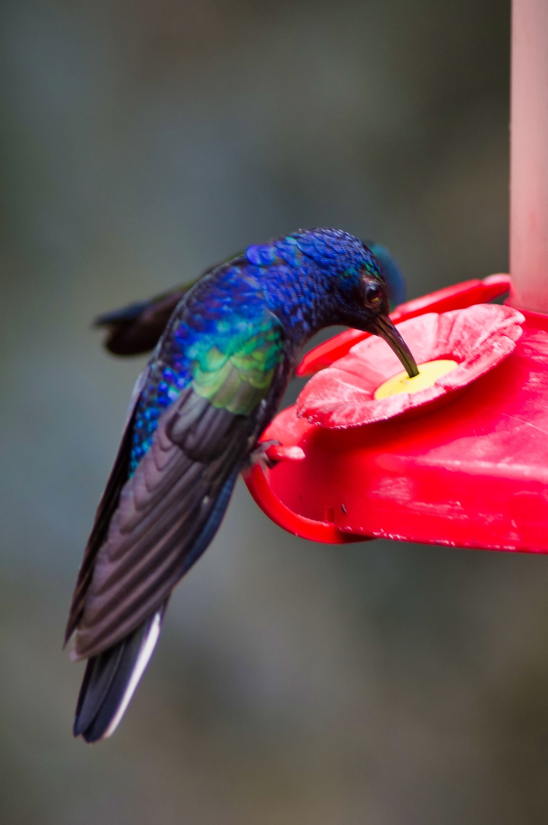 Photo - Hotel Heliconia - Monteverde