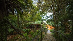 A stone pathway leading to a building with a green roof, surrounded by dense tropical vegetation.