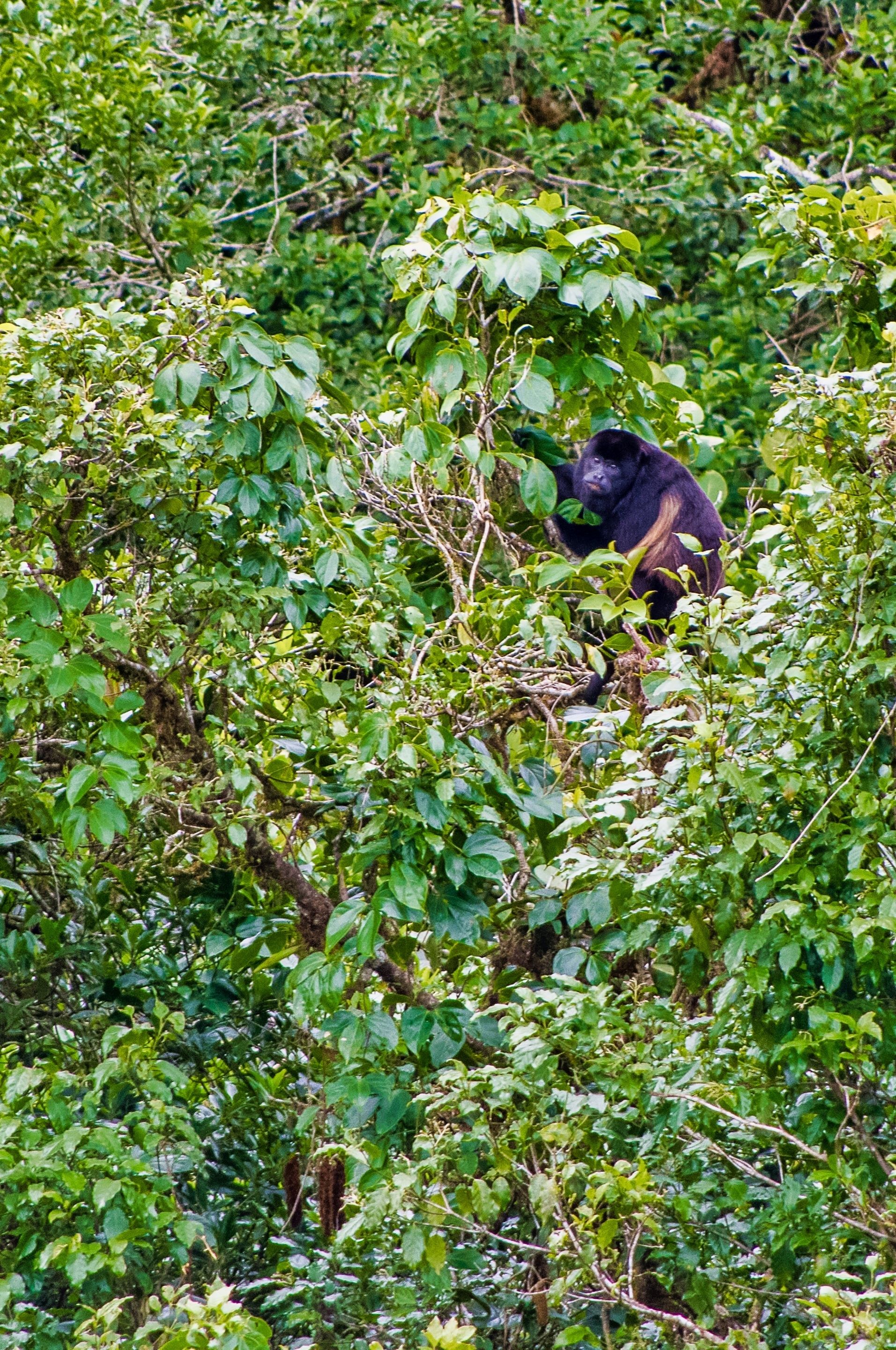 Photo - Hotel Heliconia - Monteverde