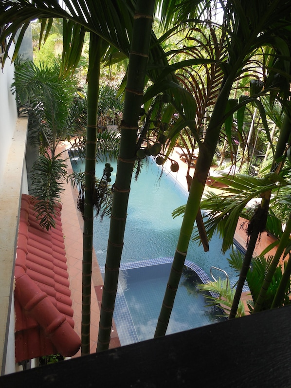 A view of a swimming pool surrounded by lush greenery, including palm trees and other tropical plants.
