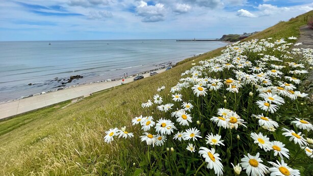A coastal landscape with a beach, a grassy area with daisies, and the sea under a partly cloudy sky. - Fayvan Apartments (Whitby)