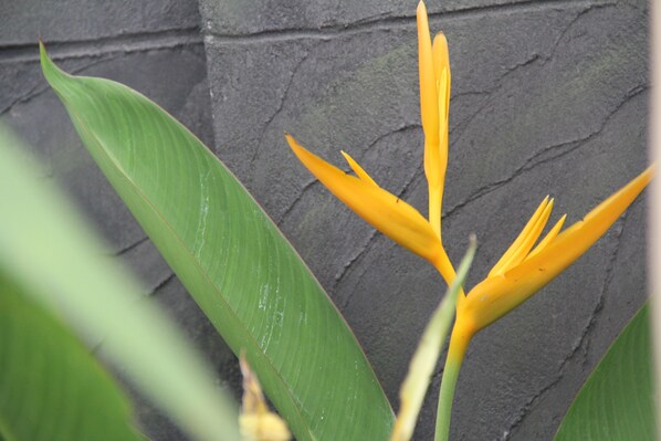 花園