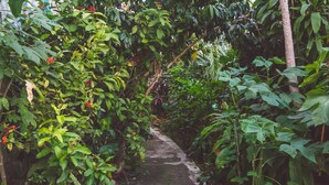 A narrow stone pathway surrounded by dense greenery and ferns. - Kona Hawaii Guesthouse (Kailua-Kona)