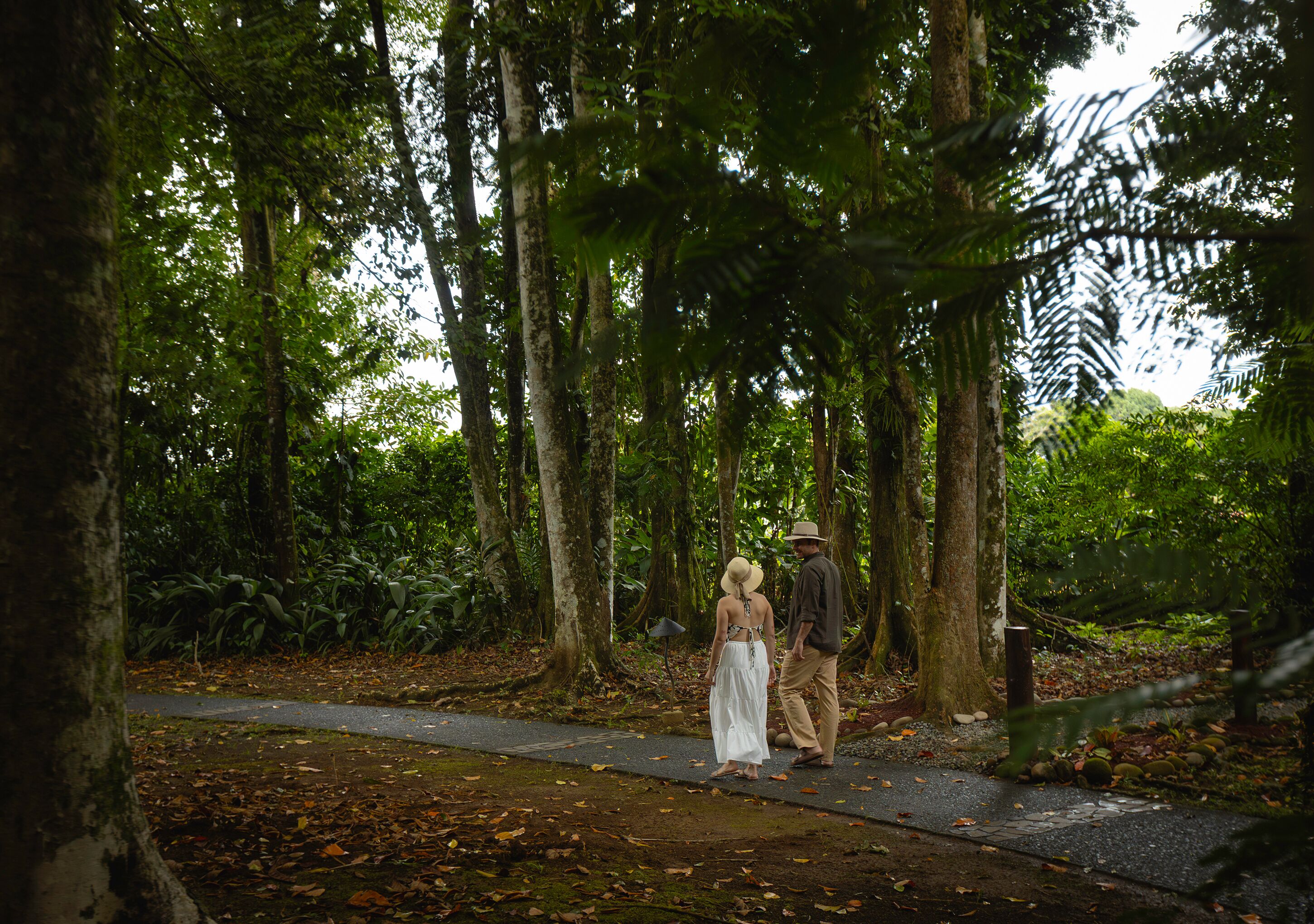 A pathway through a forested area with trees and foliage.