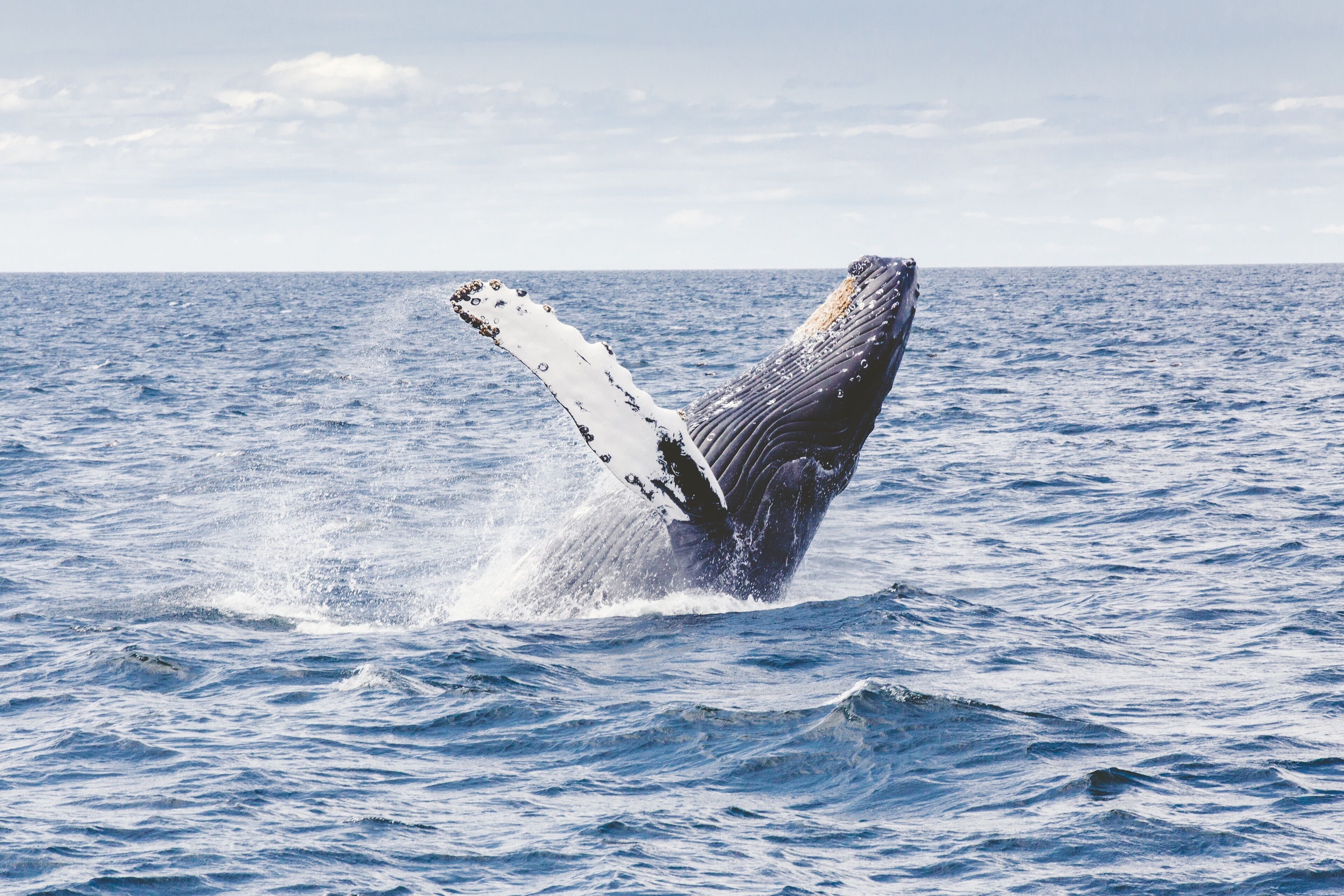 A whale breaching the ocean surface.