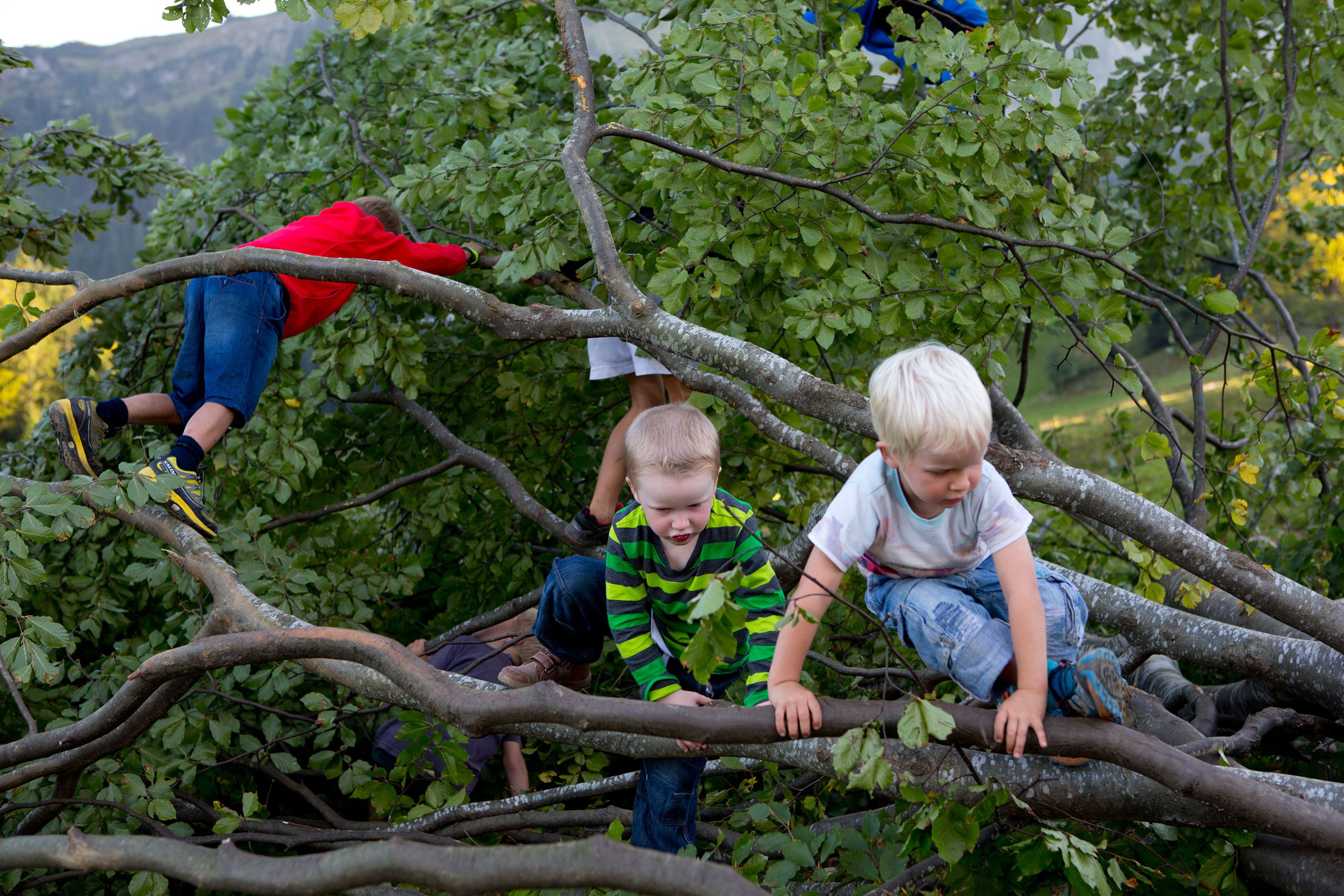 Children climbing a tree.