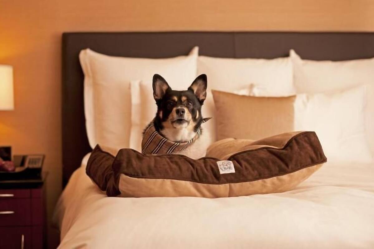 Een hond zit op een bed met een kussen en een nachtkastje met een lamp.