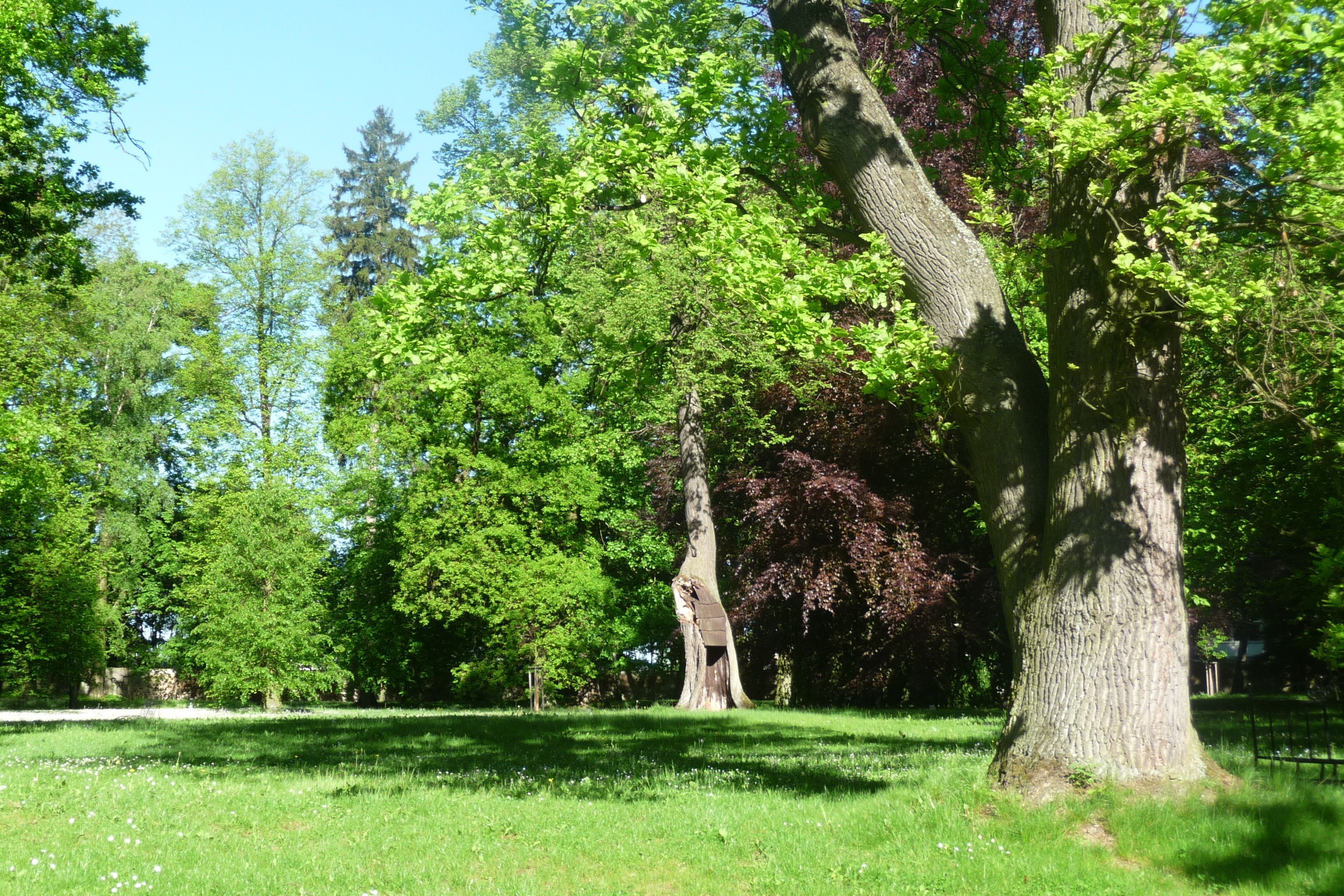 Taman