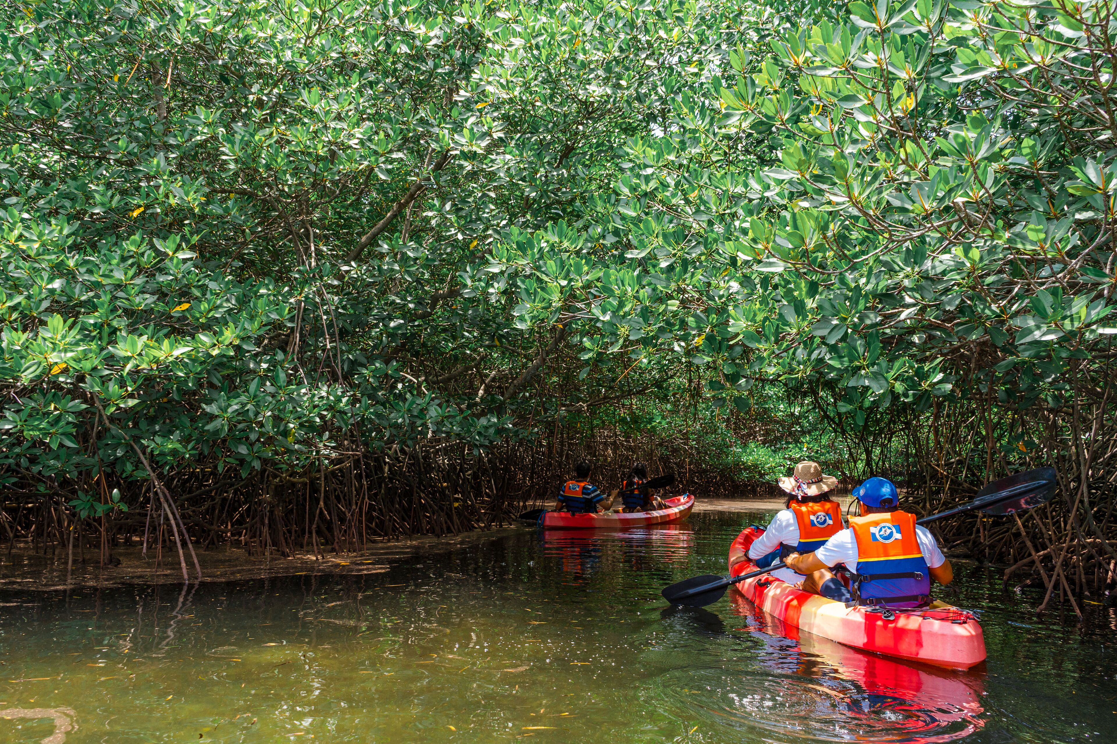 Dos personas kayakendo en una zona de manglar.