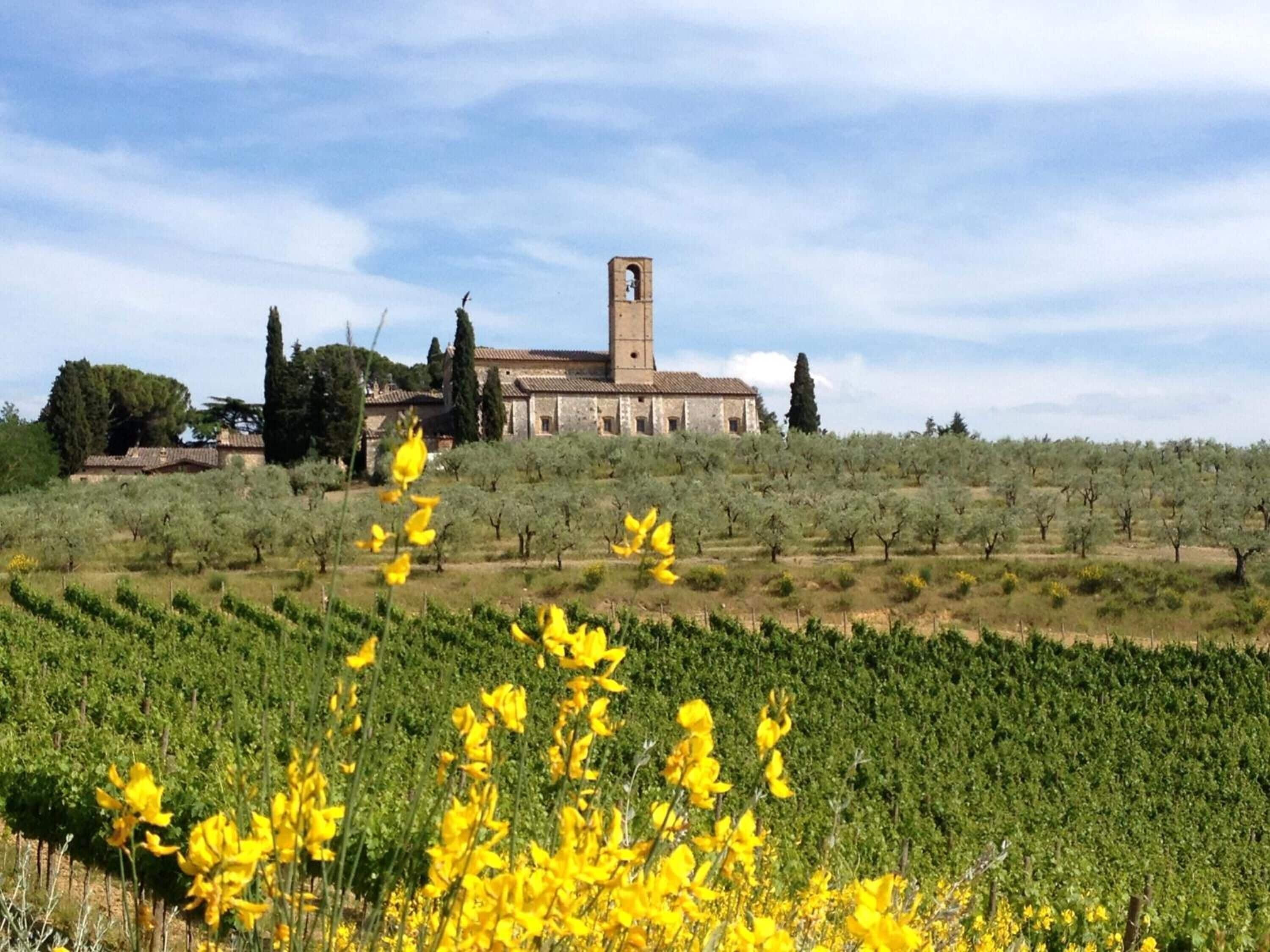 Foto - Fattoria Abbazia Monte Oliveto