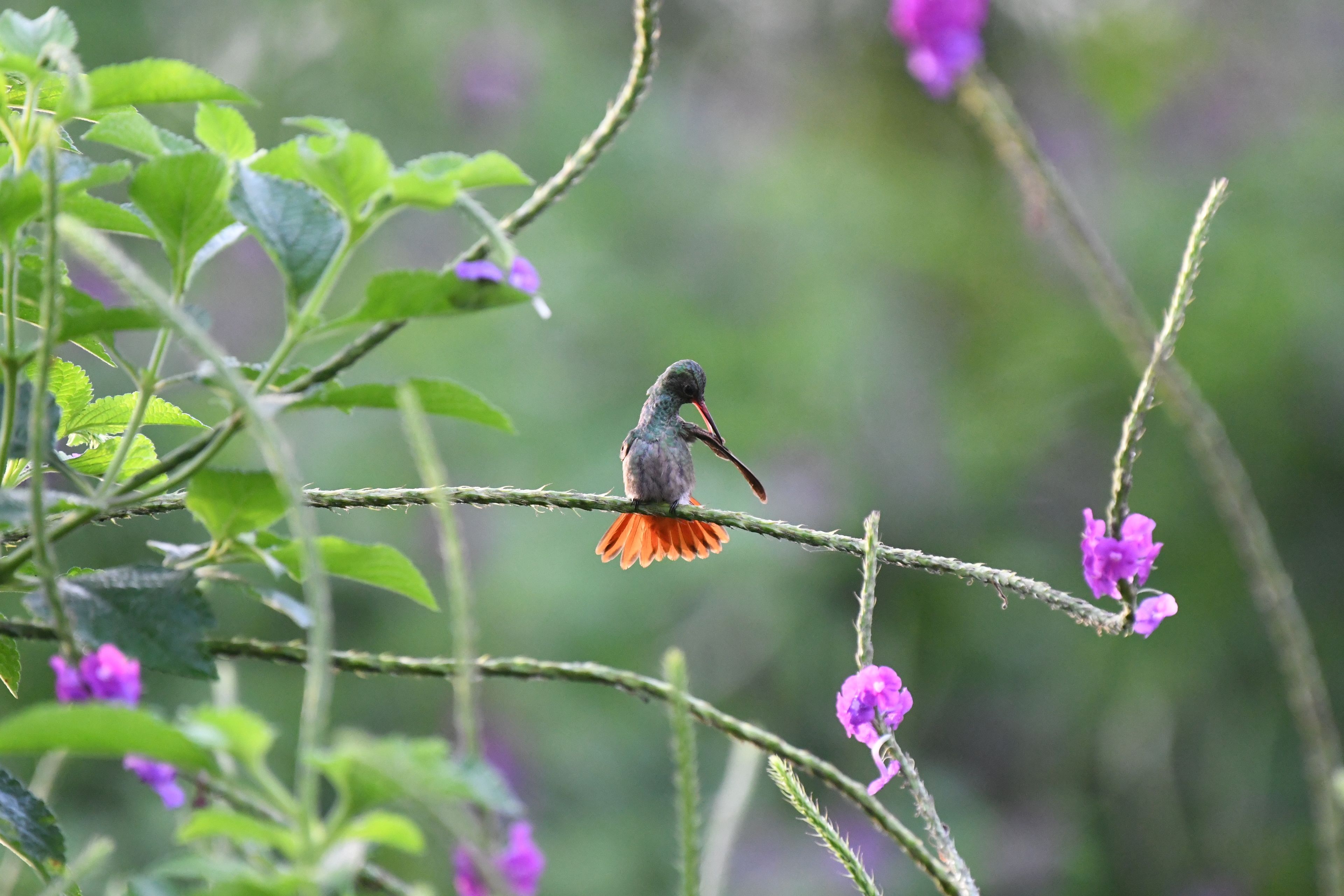 A bird perched on a branch with purple flowers in the background.
