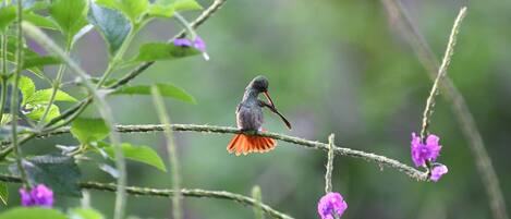 A bird perched on a branch with purple flowers in the background.