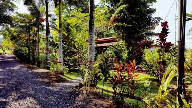 Um caminho de cascalho leva a um edifício rodeado por vegetação exuberante e diversas plantas.