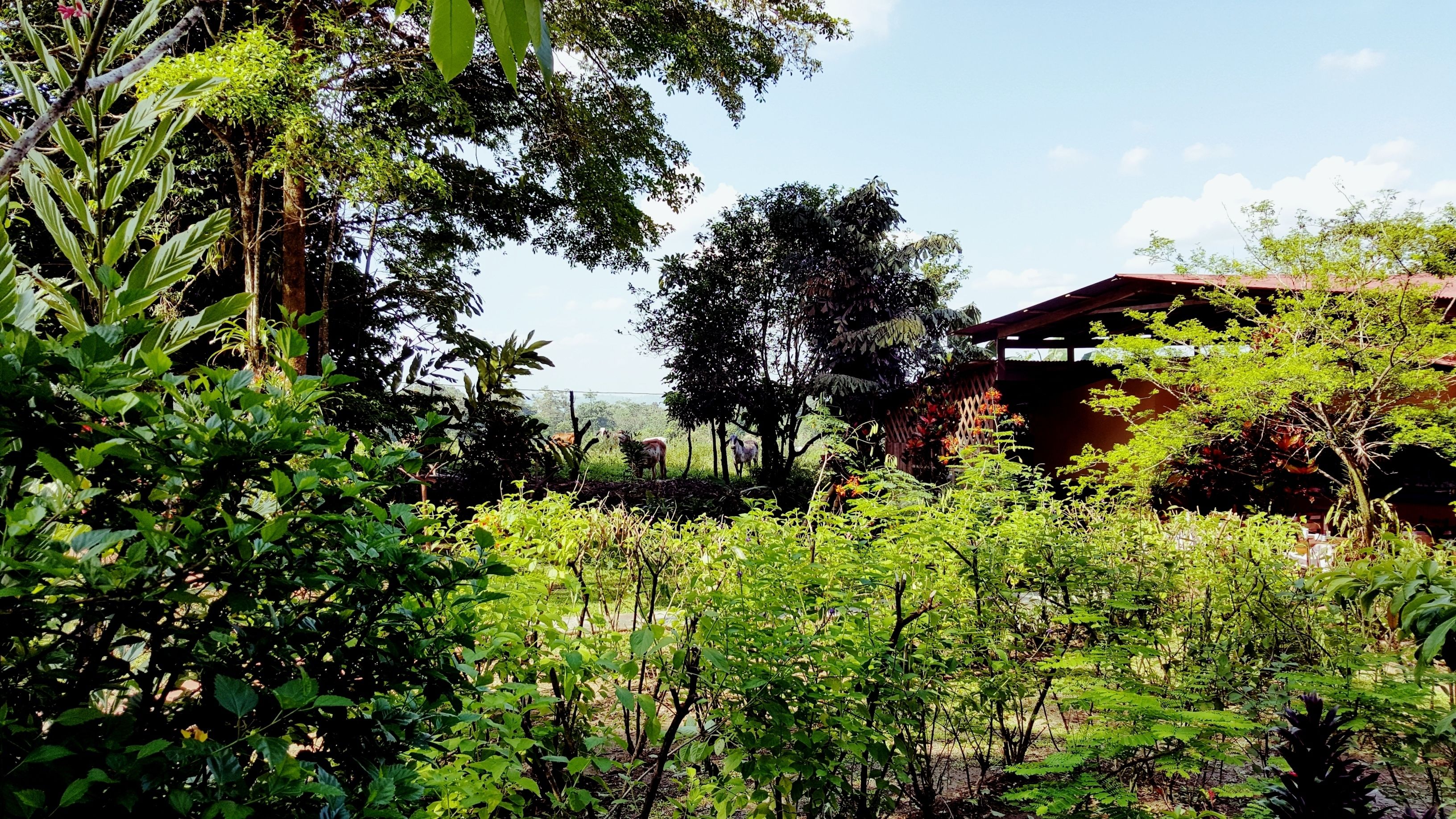 free daily local cuisine breakfast