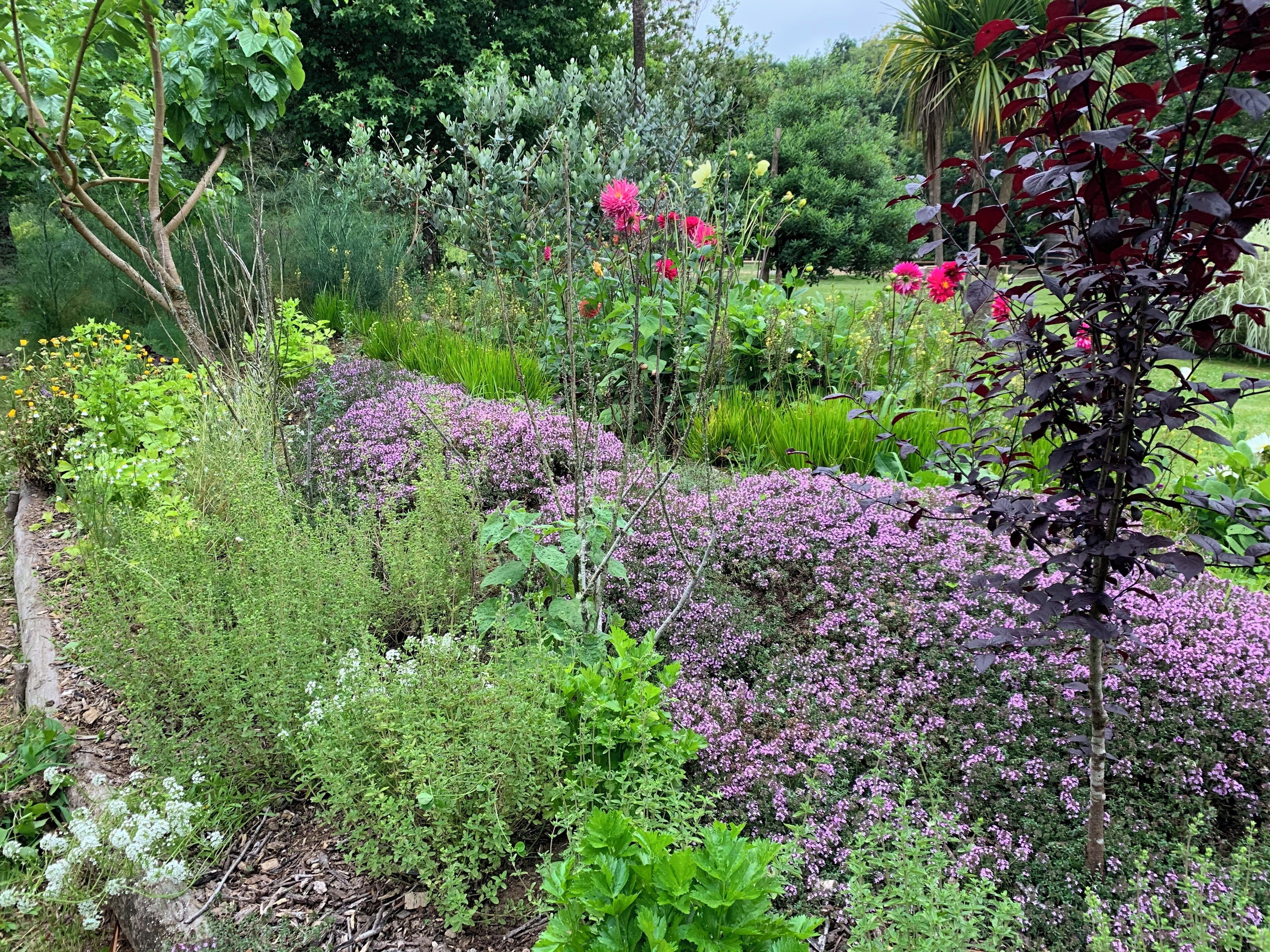A garden with various plants and flowers, including pink and white blooms, and a tree with red leaves.