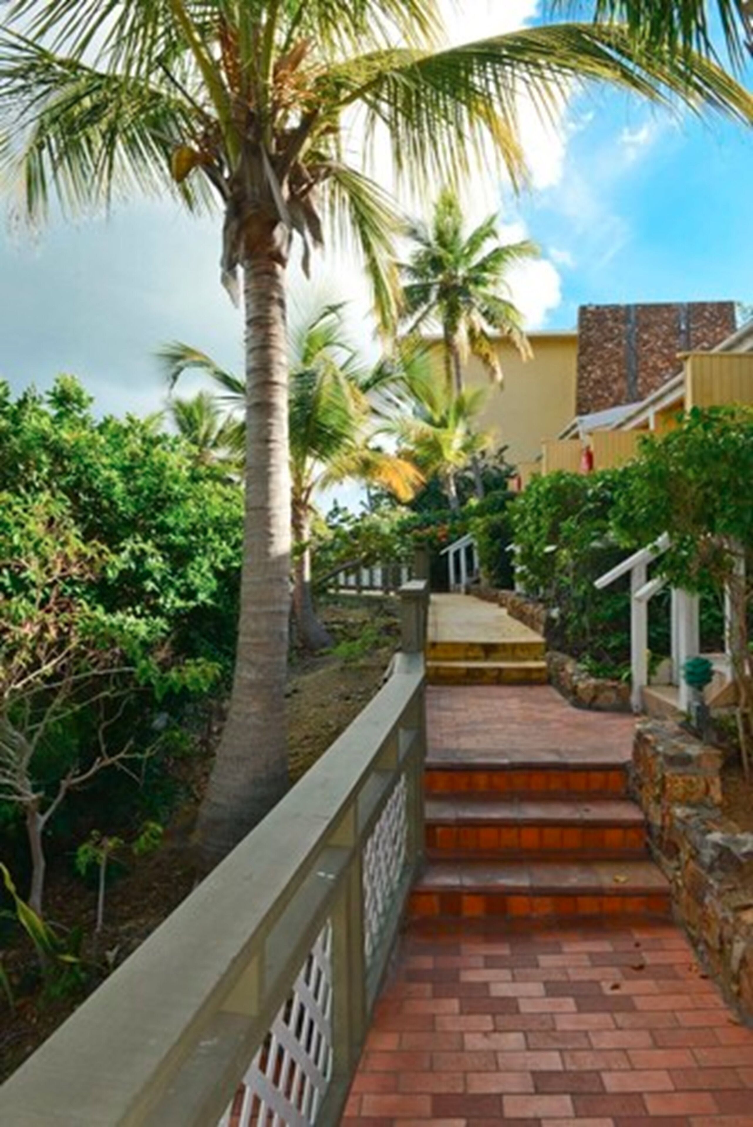 Un sendero con escalones que conduce a un edificio, rodeado de vegetación exuberante y palmeras.