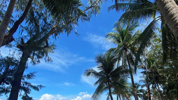 Una playa con palmeras, agua azul cristalina y algunas personas.
