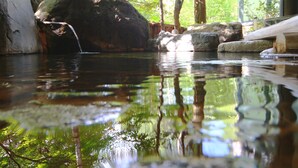 Een rustig waterpartij buiten, met stenen en bomen, die de omliggende begroeiing weerspiegelt.