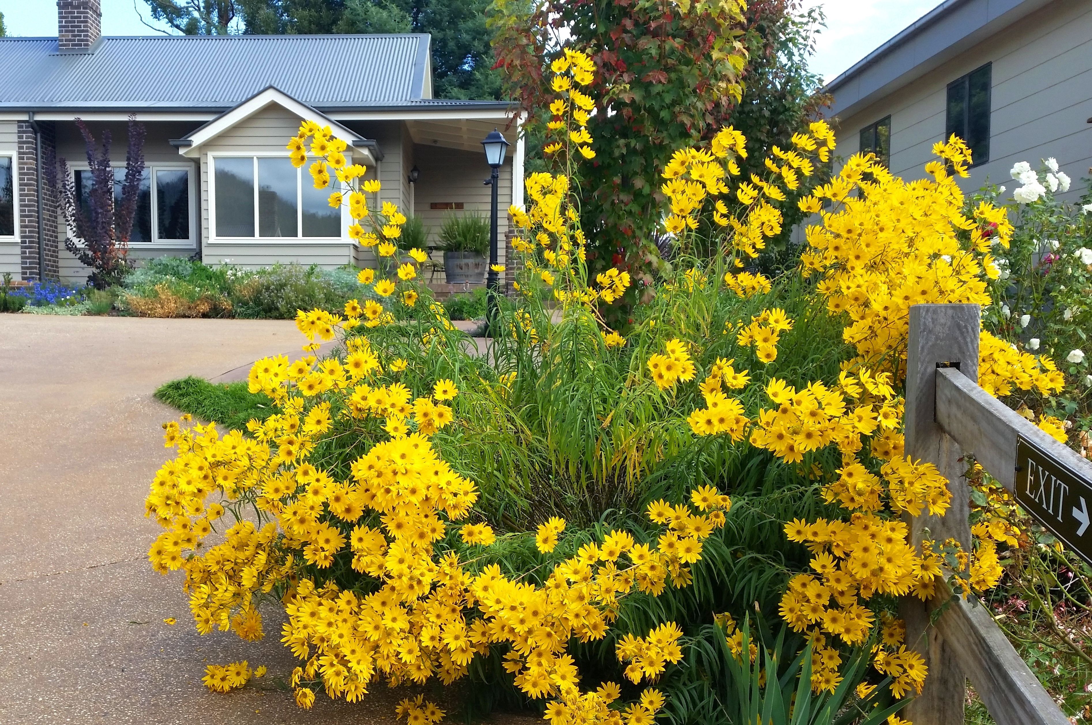 A house with a front porch, yellow flowering plants, and an 'EXIT' sign.
