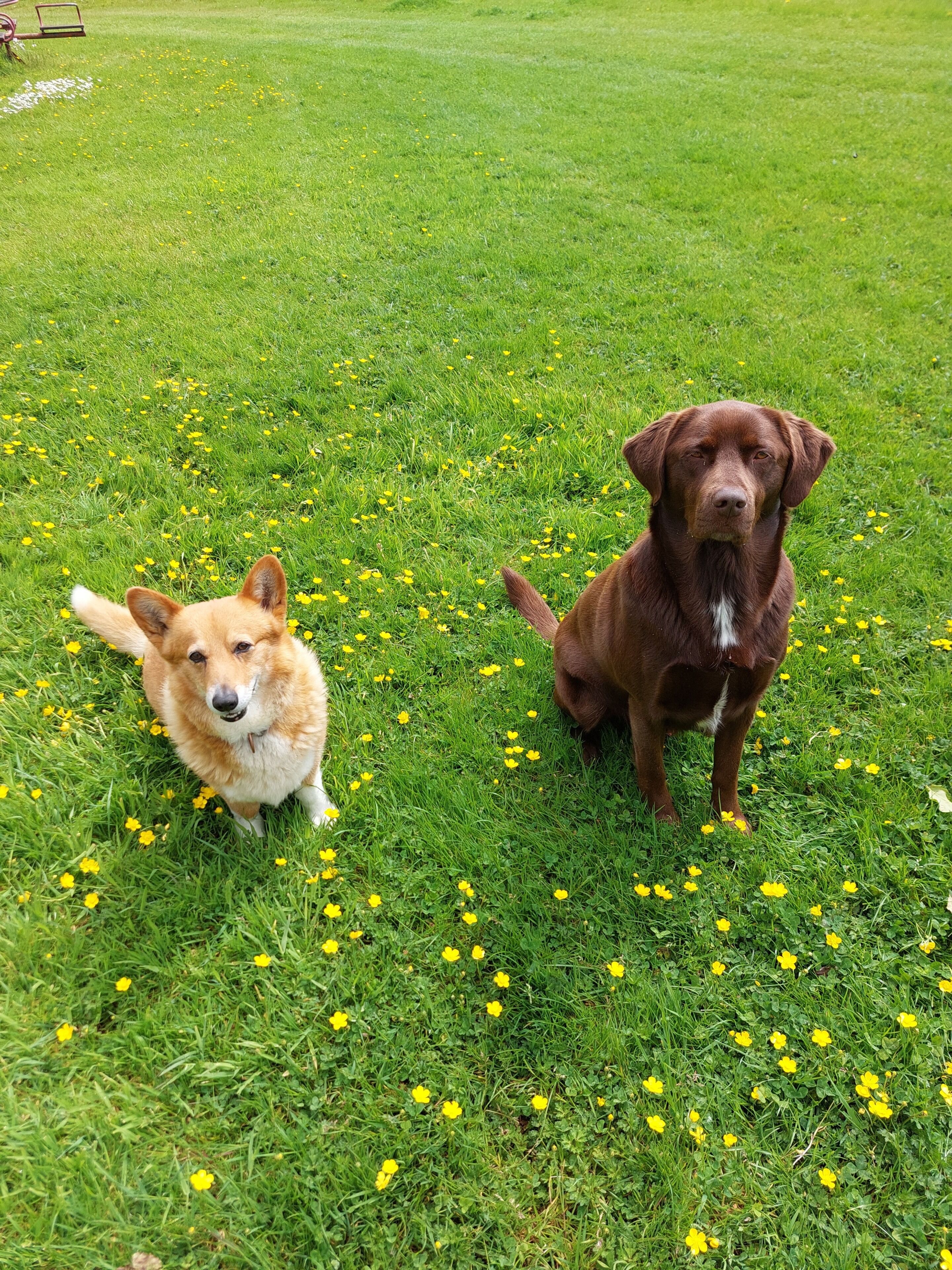 Two dogs on a grassy field with yellow flowers.