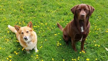 Two dogs on a grassy field with yellow flowers.
