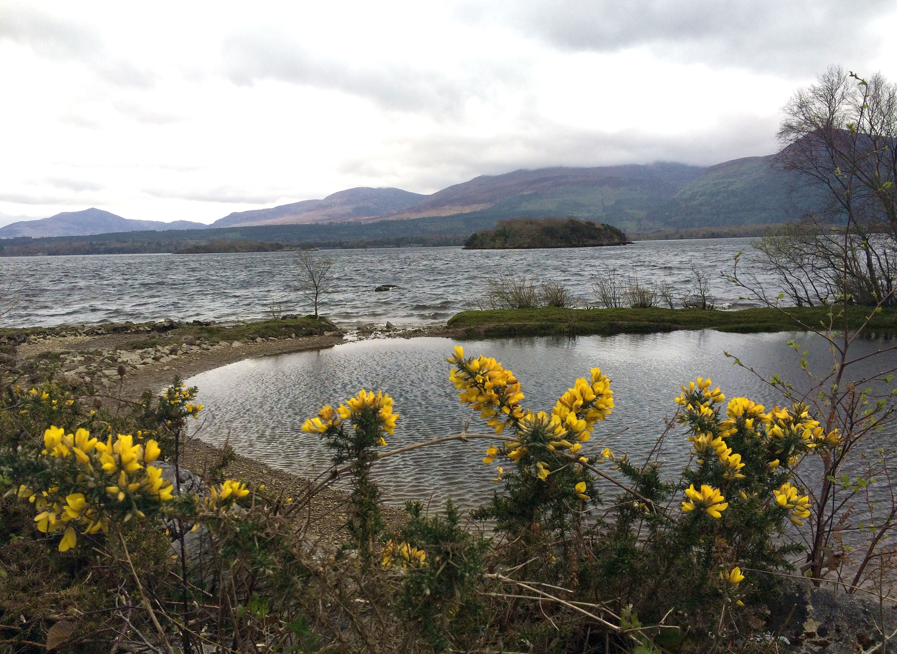 A lake with mountains in the background and yellow flowers in the foreground.