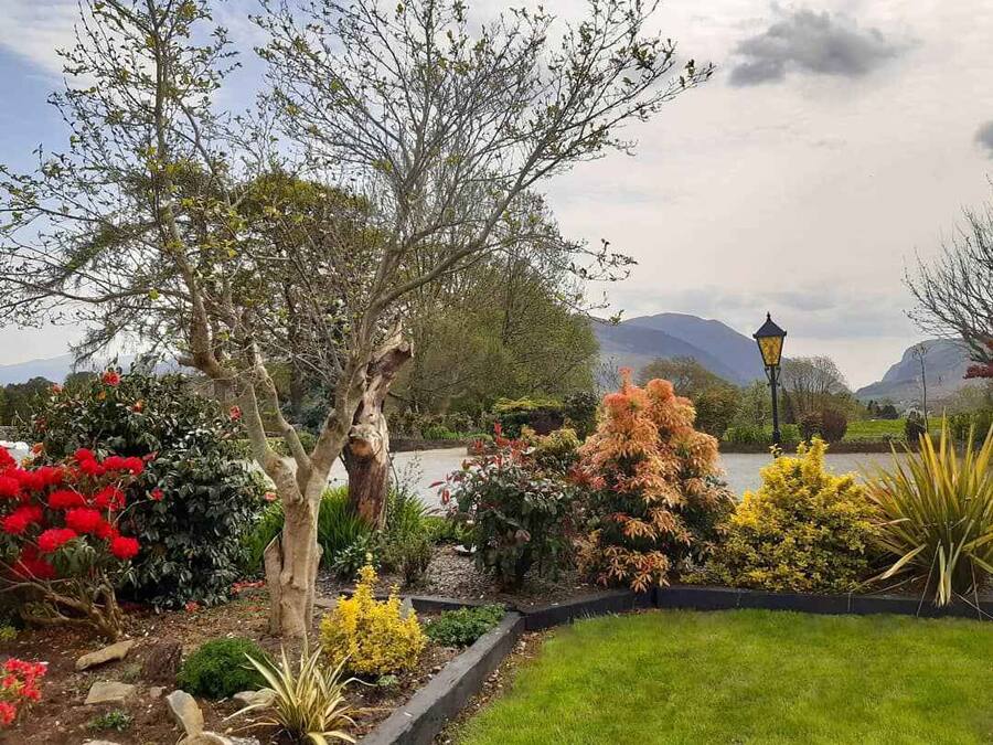 A garden with a variety of plants and a lamppost.