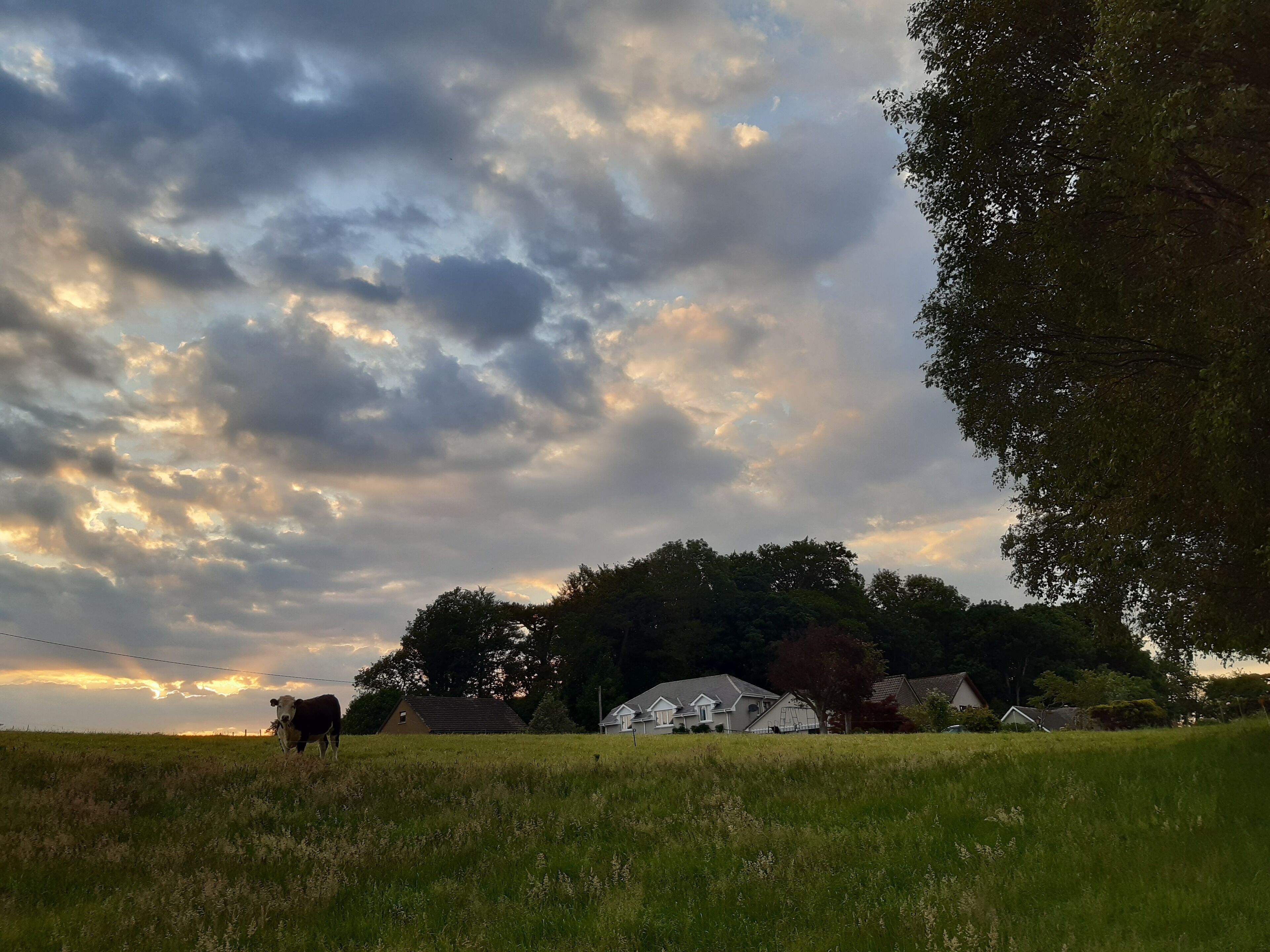 A rural landscape with a cow grazing in a field, houses in the background, and a cloudy sky.
