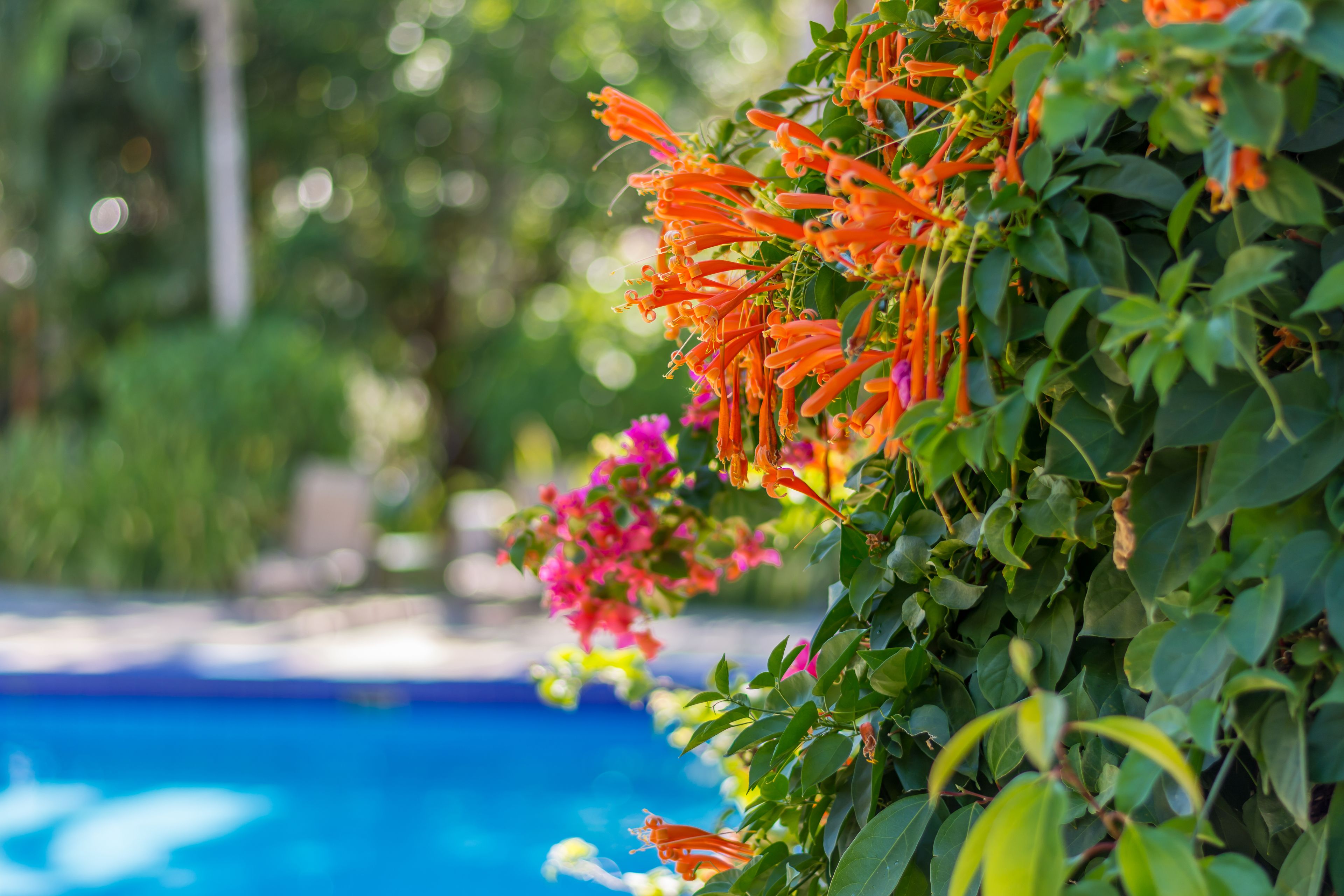 A poolside area with lush greenery and vibrant flowers.