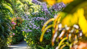 A pathway surrounded by lush greenery and flowering plants.