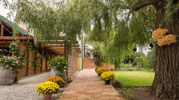 A brick pathway leading to a wooden structure with hanging plants and a tree with a unique growth on its trunk. - Wein & Landhaus Willi Opitz (Illmitz)