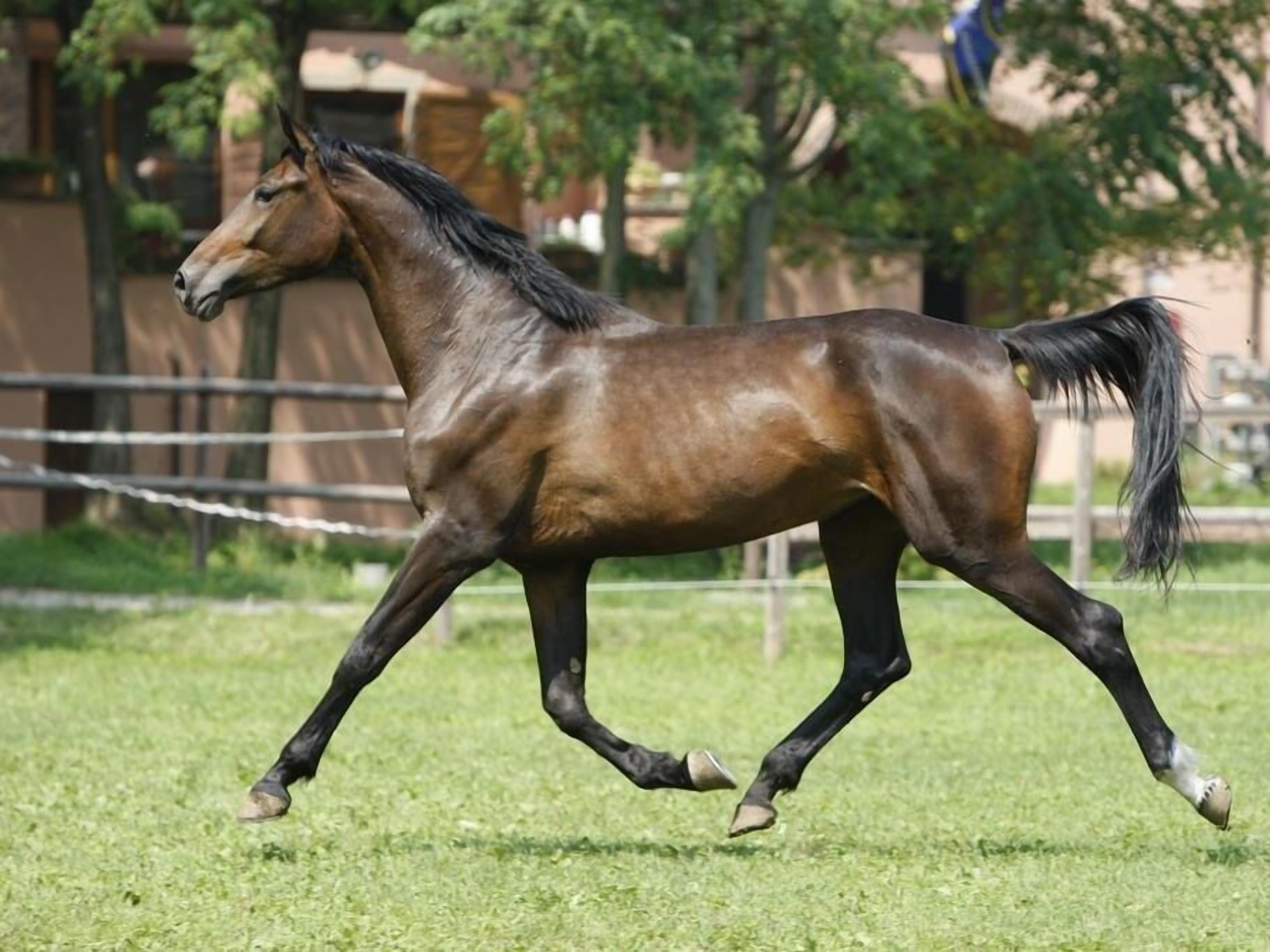 Photo - San Giacomo Horses & Agriturismo
