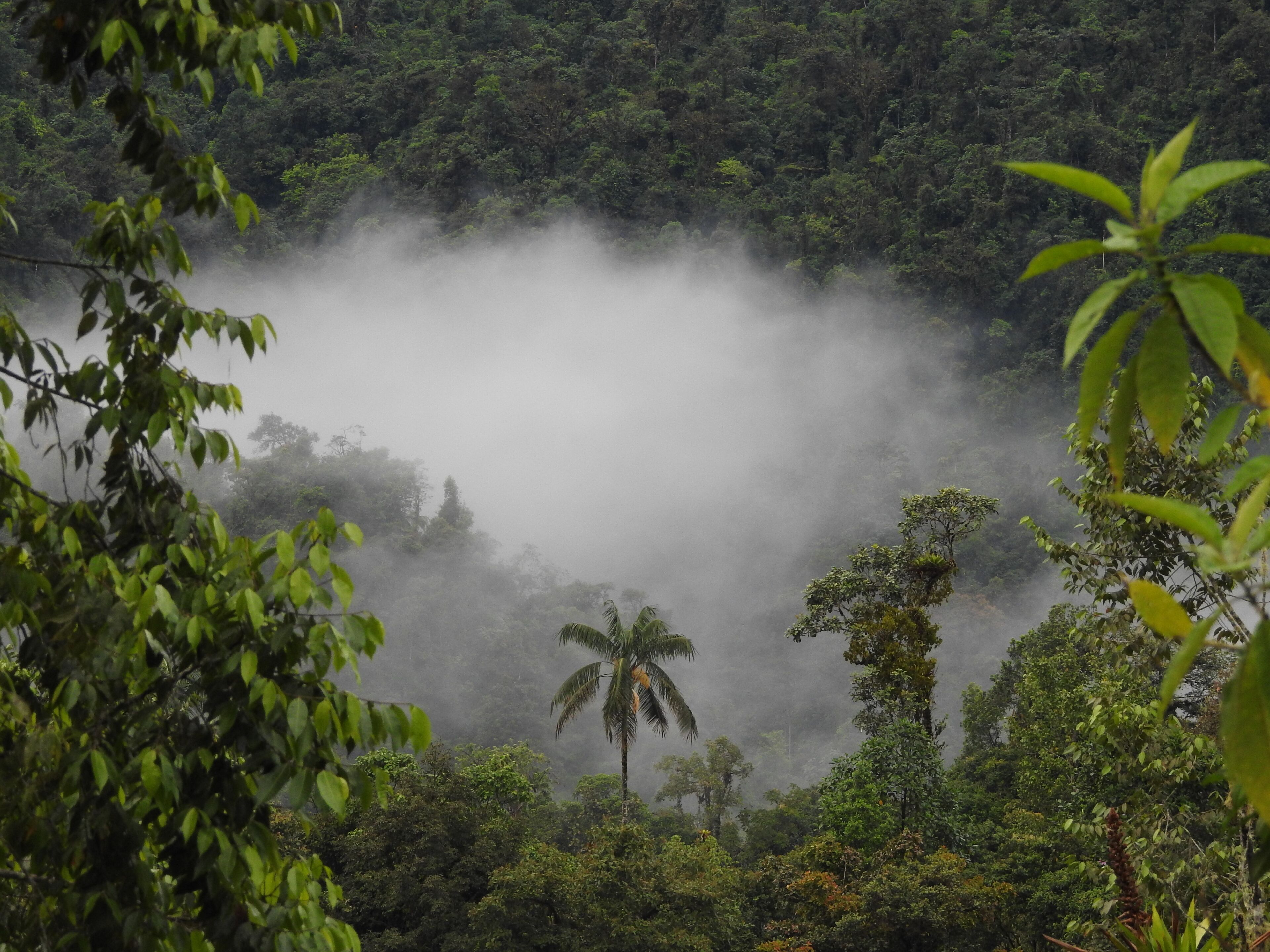 Foto - Biohostal Mindo Cloud Forest