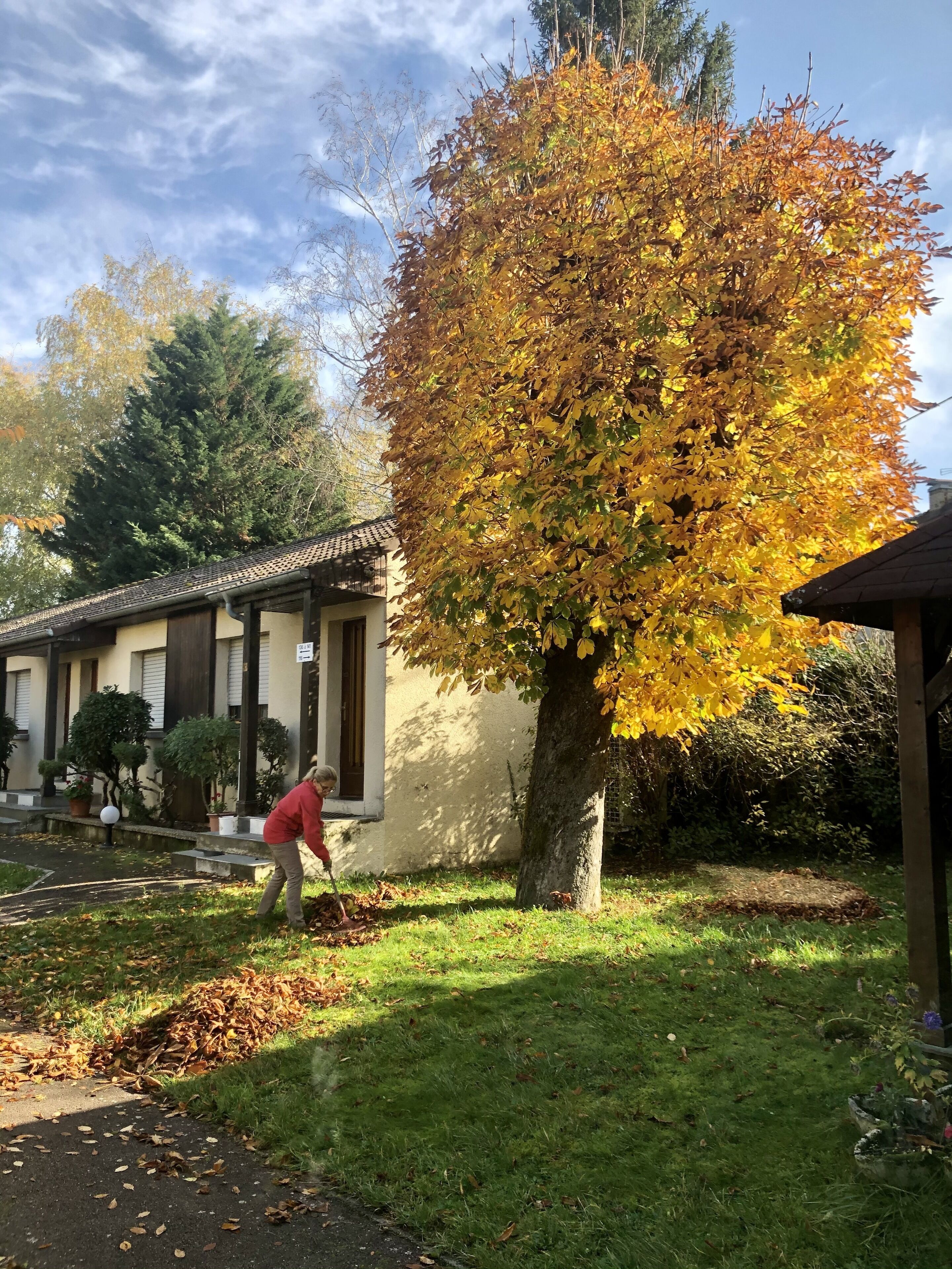 Zona residencial con una casa, un césped y un árbol con hojas amarillas.