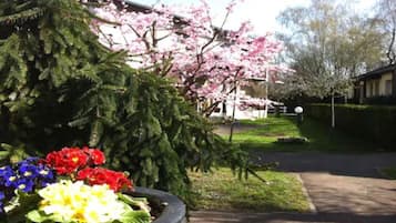 Um jardim com diversas flores e uma grande árvore perene.