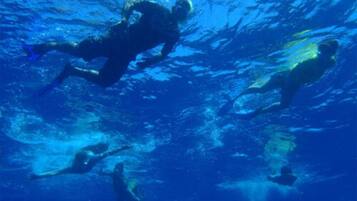 An underwater scene with divers swimming.