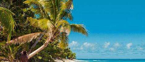 A beach scene with palm trees and clear blue water.